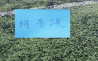 阿蘇埃戰(zhàn)術(shù)價值起來！申花3個進(jìn)球都跟他相關(guān) 連續(xù)2場制造點球